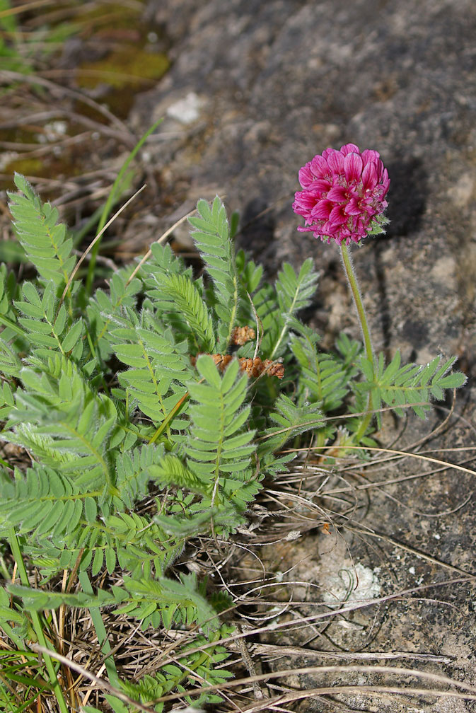Anthyllis montana / Vulneraria montana